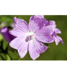 Bleiche Stockrose - Alcea pallida