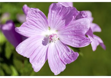 Malva moschata, rosa - Garten-Moschus-Malve