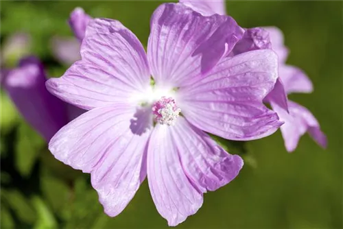 Bleiche Stockrose - Alcea pallida