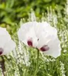 Orientalischer Garten-Mohn - Papaver orientale 'Perry's White'