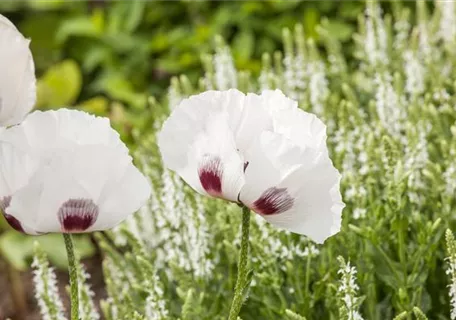 Papaver orientale 'Perry's White' - Orientalischer Garten-Mohn