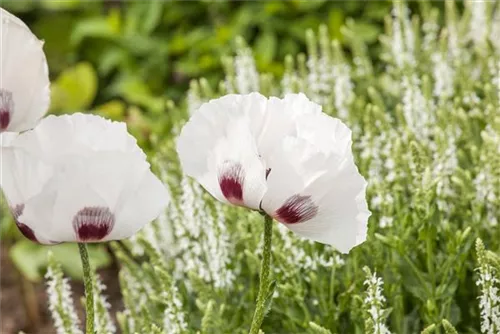 Orientalischer Garten-Mohn - Papaver orientale 'Perry's White'