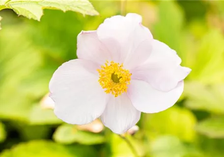 Anemone tomentosa 'Robustissima' - Filzige Garten-Herbst-Anemone