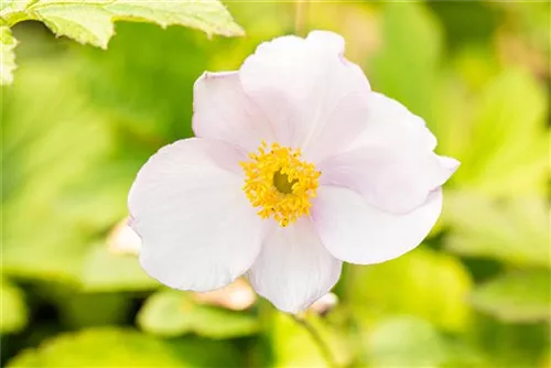 Filzige Garten-Herbst-Anemone - Anemone tomentosa 'Robustissima'