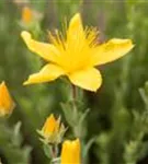 Garten-Polster-Johanniskraut - Hypericum polyphyllum 'Grandiflorum'