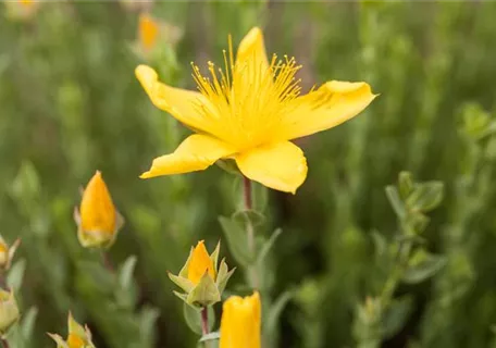 Hypericum polyphyllum 'Grandiflorum' - Garten-Polster-Johanniskraut