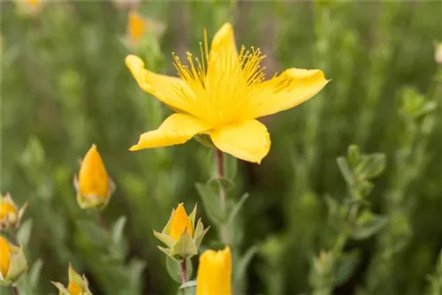 Garten-Polster-Johanniskraut - Hypericum polyphyllum 'Grandiflorum'