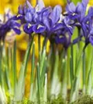 Zwiebel-Schwertlilie - Iris reticulata