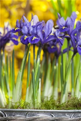 Zwiebel-Schwertlilie - Iris reticulata