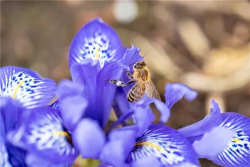 Zwiebel-Schwertlilie - Iris reticulata