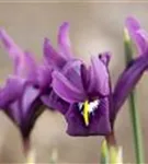 Zwiebel-Schwertlilie - Iris reticulata