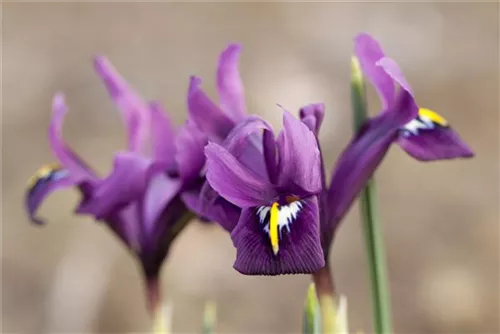 Zwiebel-Schwertlilie - Iris reticulata