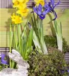 Zwiebel-Schwertlilie - Iris reticulata