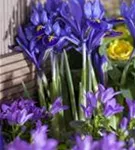 Zwiebel-Schwertlilie - Iris reticulata