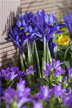 Zwiebel-Schwertlilie - Iris reticulata