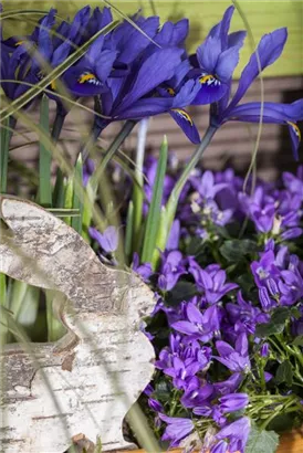 Zwiebel-Schwertlilie - Iris reticulata