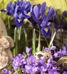 Zwiebel-Schwertlilie - Iris reticulata