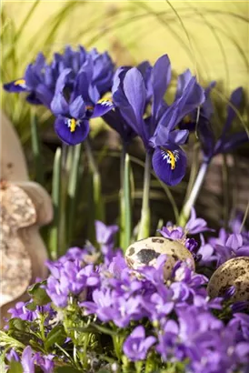 Zwiebel-Schwertlilie - Iris reticulata