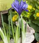 Zwiebel-Schwertlilie - Iris reticulata