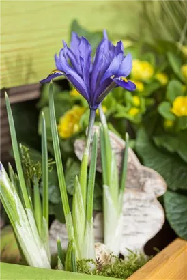 Zwiebel-Schwertlilie - Iris reticulata