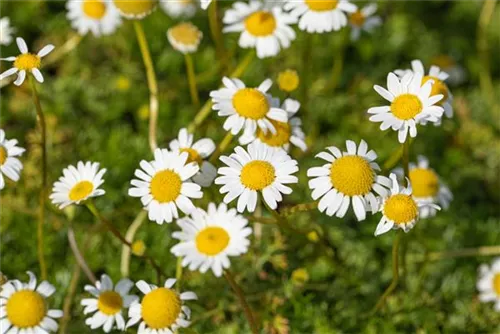 Kaukasische Scheinkamille - Matricaria caucasica