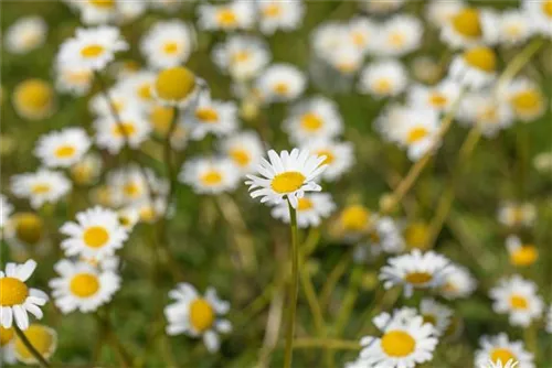 Kaukasische Scheinkamille - Matricaria caucasica