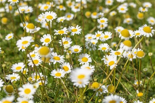 Kaukasische Scheinkamille - Matricaria caucasica