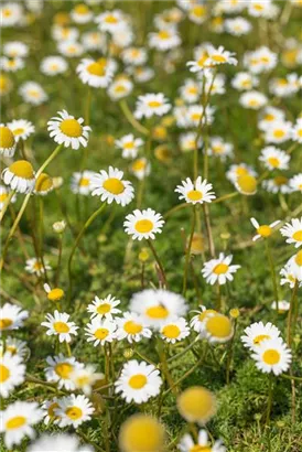 Kaukasische Scheinkamille - Matricaria caucasica