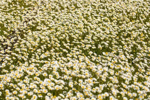 Kaukasische Scheinkamille - Matricaria caucasica