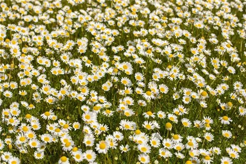 Kaukasische Scheinkamille - Matricaria caucasica