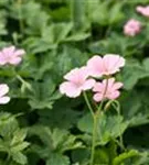 Oxford-Garten-Storchschnabel - Geranium x oxonianum 'Wargrave Pink'