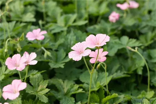 Oxford-Garten-Storchschnabel - Geranium x oxonianum 'Wargrave Pink'