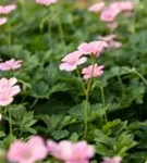 Oxford-Garten-Storchschnabel - Geranium x oxonianum 'Wargrave Pink'