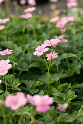 Oxford-Garten-Storchschnabel - Geranium x oxonianum 'Wargrave Pink'