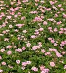 Oxford-Garten-Storchschnabel - Geranium x oxonianum 'Wargrave Pink'