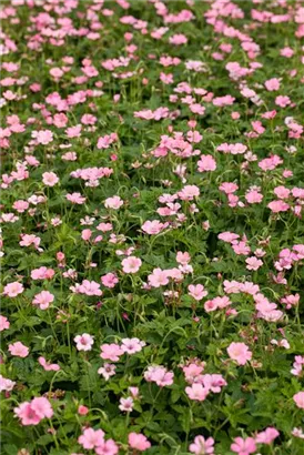 Oxford-Garten-Storchschnabel - Geranium x oxonianum 'Wargrave Pink'