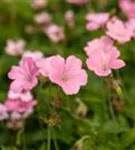 Oxford-Garten-Storchschnabel - Geranium x oxonianum 'Wargrave Pink'