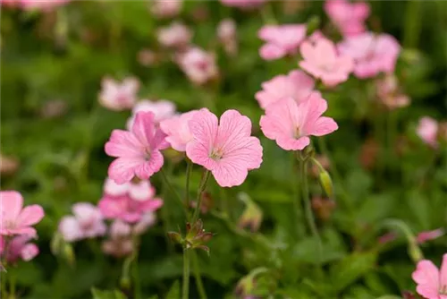 Oxford-Garten-Storchschnabel - Geranium x oxonianum 'Wargrave Pink'