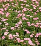 Oxford-Garten-Storchschnabel - Geranium x oxonianum 'Wargrave Pink'