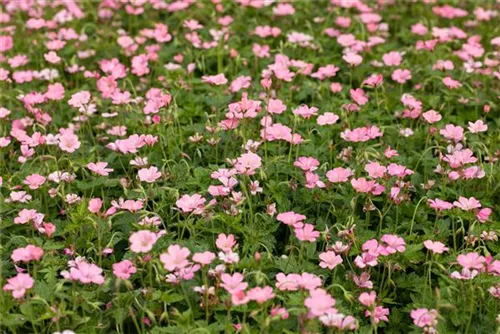 Oxford-Garten-Storchschnabel - Geranium x oxonianum 'Wargrave Pink'