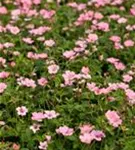 Oxford-Garten-Storchschnabel - Geranium x oxonianum 'Wargrave Pink'