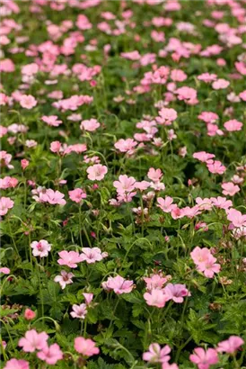 Oxford-Garten-Storchschnabel - Geranium x oxonianum 'Wargrave Pink'