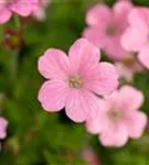 Oxford-Garten-Storchschnabel - Geranium x oxonianum 'Wargrave Pink'