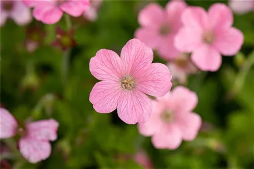 Oxford-Garten-Storchschnabel - Geranium x oxonianum 'Wargrave Pink'