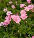 Oxford-Garten-Storchschnabel - Geranium x oxonianum 'Wargrave Pink'