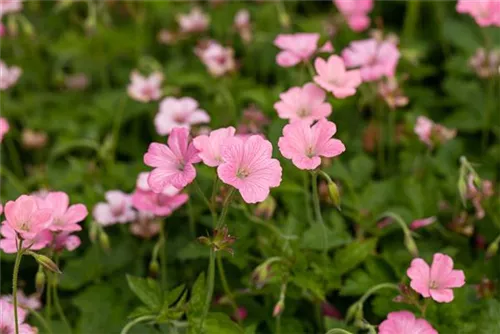 Oxford-Garten-Storchschnabel - Geranium x oxonianum 'Wargrave Pink'