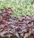 Garten-Silberglöckchen - Heuchera micrantha 'Rachel'