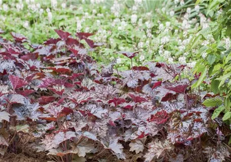 Heuchera micrantha 'Rachel' - Garten-Silberglöckchen