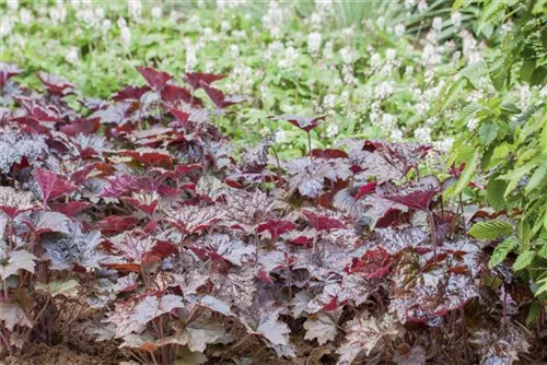 Garten-Silberglöckchen - Heuchera micrantha 'Rachel'