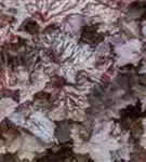 Garten-Silberglöckchen - Heuchera micrantha 'Rachel'